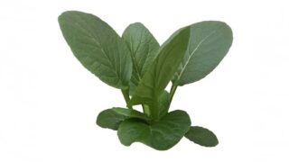 家計に優しく栄養満点！　いま「小松菜」を選びたい理由