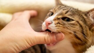 猫に襲われて入院